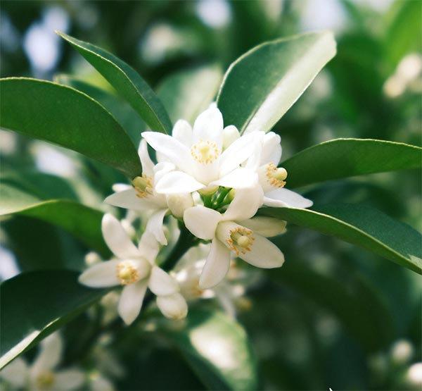 Hydrating and Elastic Repairing Essence